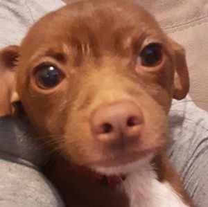 Meet your Posher, Victoria